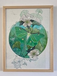 Luna moth with ginko’s